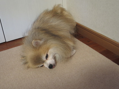 2017(H29)-8-16 深夜2時半の2ワン (1)