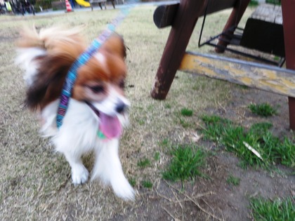 2014-3-25 春が来た (8)