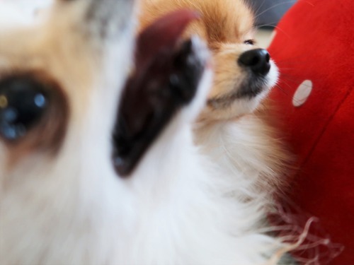 2021(R3)-2-15 苺love (24)