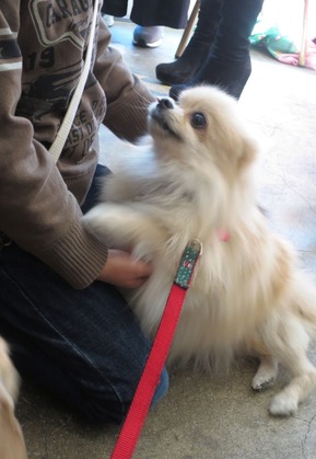 2016(H28)-12-10 第23回里親会・白金台 (20)