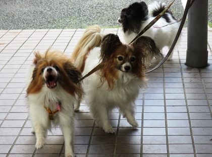 大人しく待てないの! (4)