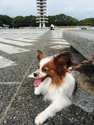 2016(H28)-8-22 トライアル中 06