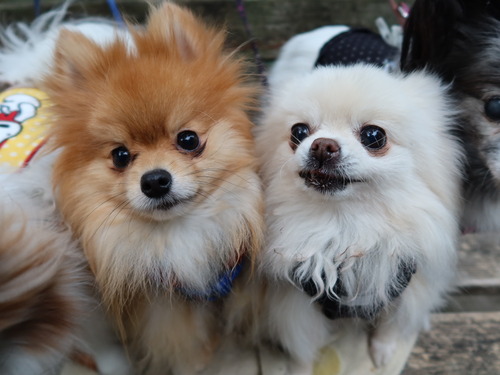 2020(R3)-3-9 すずめのお宿へ (43)