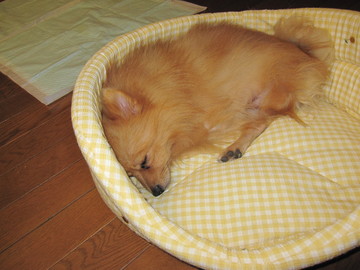 ひまわりカドラー