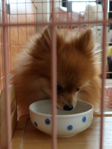 2021(R3)-3-6 ミルチャの食事作法 (5)