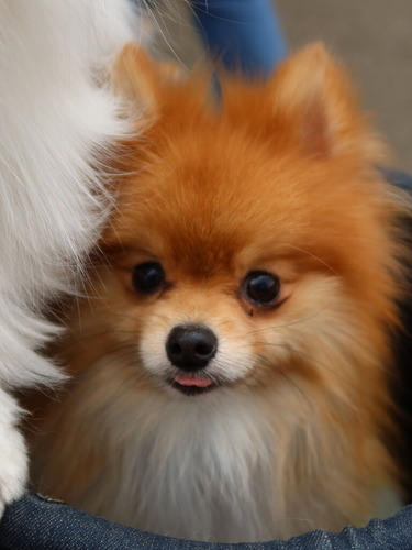 2021-3-26 代々木公園の桜 (7)