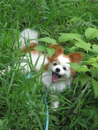 2017(H29)-8-12 ¥â¥µ¥â¥µ¤ÎÄí¤Ç (1)