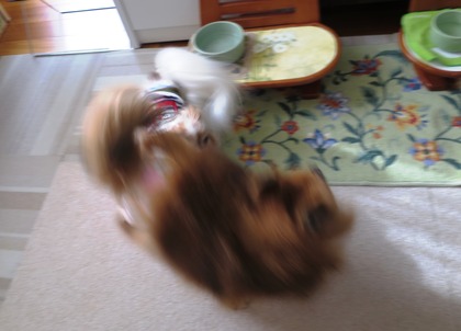 2018(H30)-12-26 朝のバトル (5)