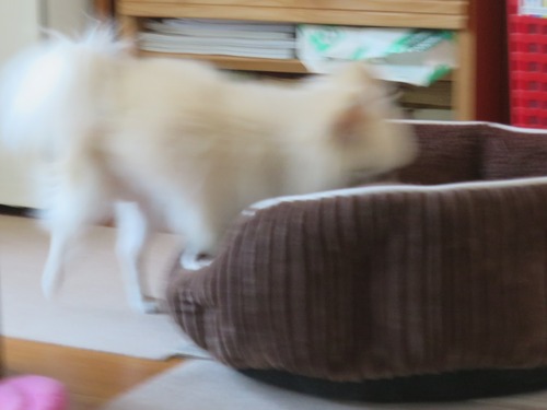 2020(R2)-4-29 �������ͷ�ӤΥ������� (1)