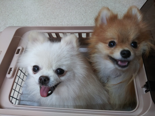 2020(R2)-10-21 亀戸通院 02