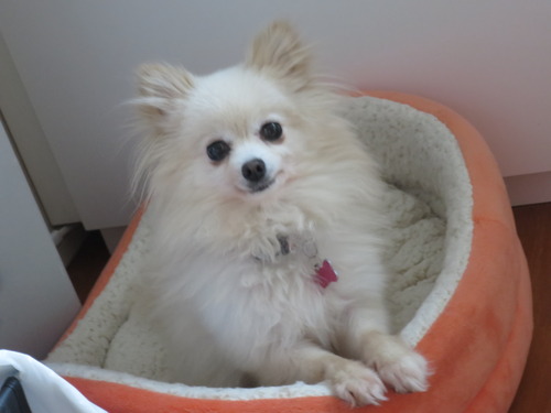 ご飯はケージで寛ぎは隅っこで 2020(R2)-1-8 (3)