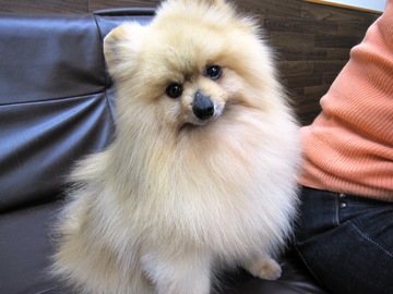 �Ǹ�Υȥ�ߥ�