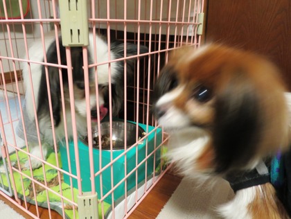 2014-1-26 食事事情 (5)