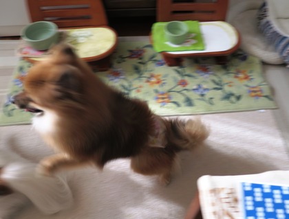 2018(H30)-12-26 朝のバトル (2)