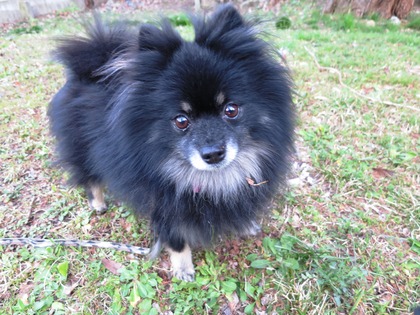 2018(H30)-3-12 春が来てるね! (33)