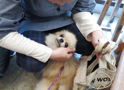 2017(H29)-4-23 �����Τ�Ʋ� (9)