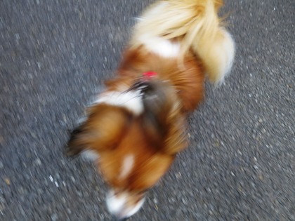 May day の庭で (20)