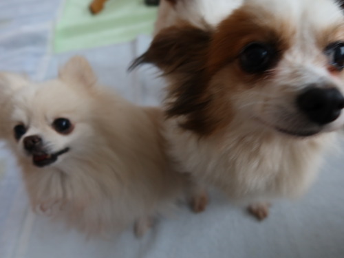 2021(R3)-5-5 ボニー、そろそろ (11)