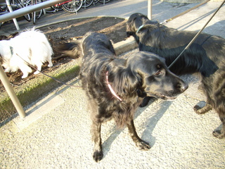 フラットコーテッド