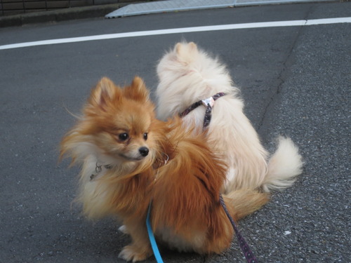 2020-11-11 お外でソット下ろしてみた (6)