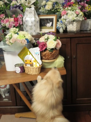 2017(H29)-3-21 ロビン永眠 No (29)