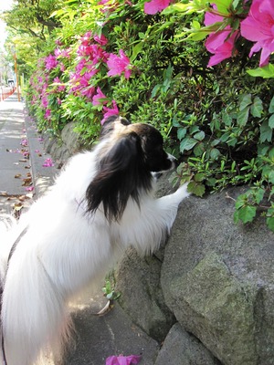 つつじ