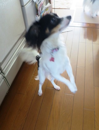 2015(H27)-11-19 ���Ĥ��ī (14)