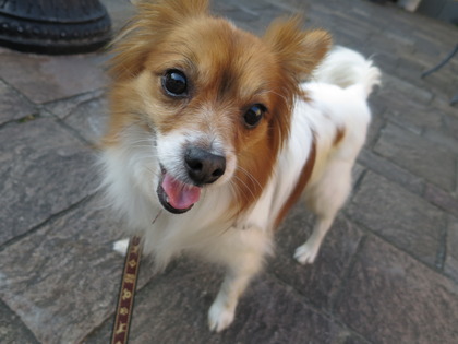 2018(H30)-5-24 ¼«Í³¤¬µÖ¥Ù¥Ë¥¹¤Ø (13)