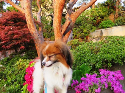 2014-4-23 狂犬病予防接種の日 (6)