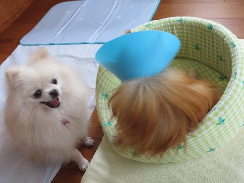 2020(R2)-10-23 今日は離れて (7)