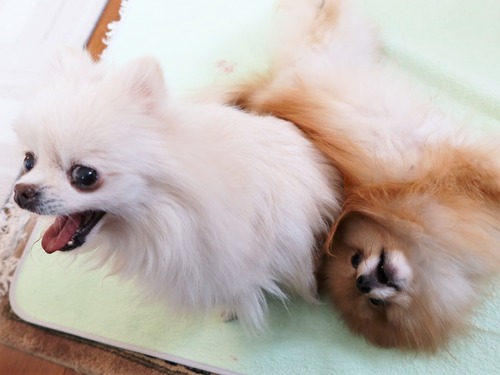 2021(R3)-2-15 苺love (35)