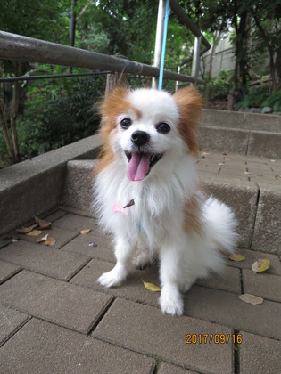 2017(H29)-9-16 いざ出陣の朝 (8)