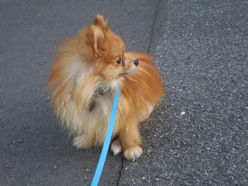 2020-11-11 お外でソット下ろしてみた (3)