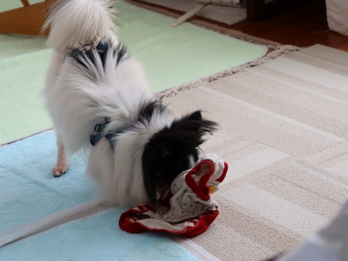 2021(R3)-3-15 ハルの服をオモチャに (1)