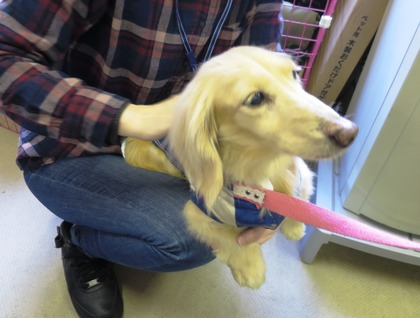 2018(H30)-3-17 第38回里親会巣鴨:サラ