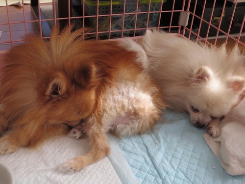 2020(R2)-11-17 ケージも一緒 (2)