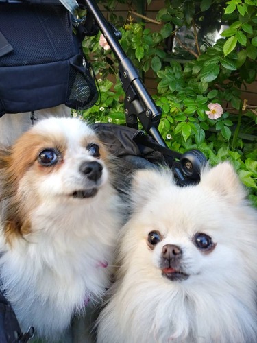 2021(R3)-5-8 バラの朝 (5)