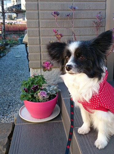 2016(H28)-1-22 ¤ª»¶Êâ¤ÎÁ°¤Ë - ¥³¥Ô¡¼