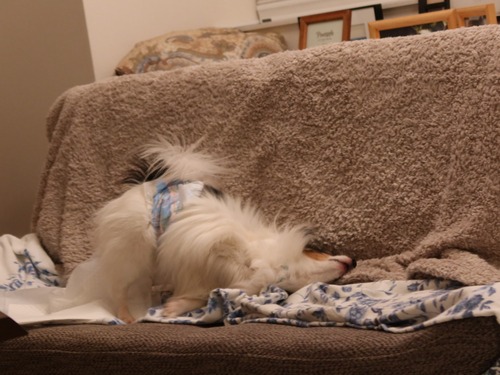 2021(R3)-3-18 �ѥԥݥ�ͽ����줾�� (14)