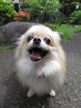 2017-4-18 �ͷ�β��������� (1)