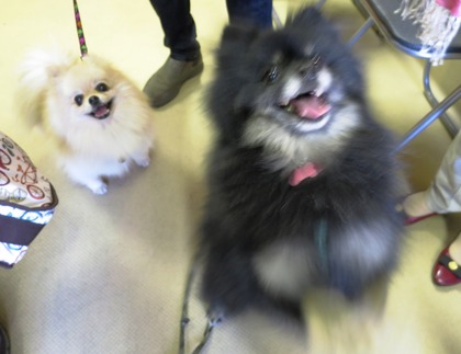 2018(H30)-3-17 第38回里親会巣鴨 (40)