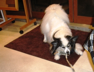 �꡼��������