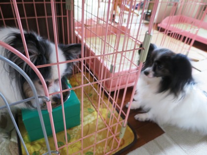 12014‐6-13 ロビンの食事に (3)