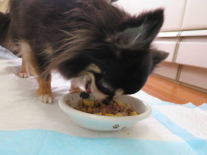 2018(H30)-2-25 キャリーの外が好きに (4)