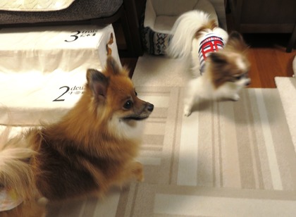 2018(H30)-12-24 ディアが生まれ変わった日 (13)