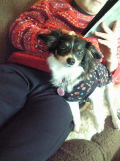 2016(H28)-1-1 伊奈の正月 (お届け2週間目)