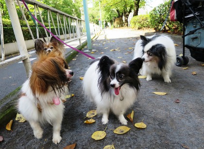 2014(H26)-9-25 ロビンだって筋トレ (2)