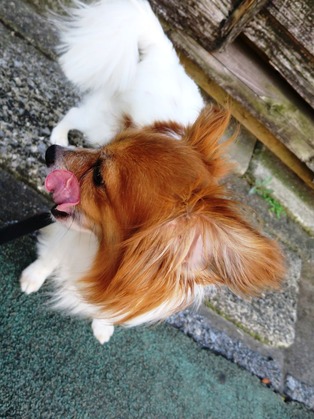 2018(H30)-6-29 ¸á¸å¤ËÇß±«ÌÀ¤±¤ÎÄ« (4)