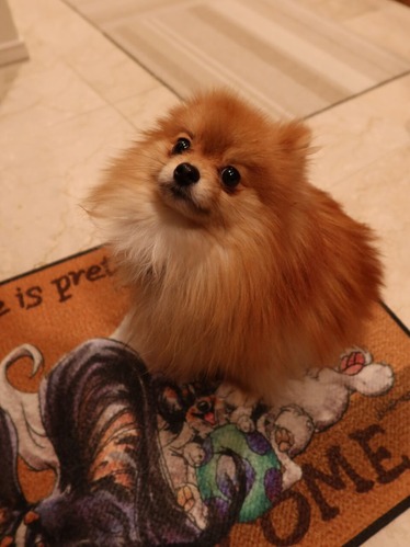 2021(R3)-3-18 �ѥԥݥ�ͽ����줾�� (13)