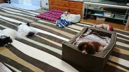 2014-11-19 ȥ饤12 α֤Ϥʴ